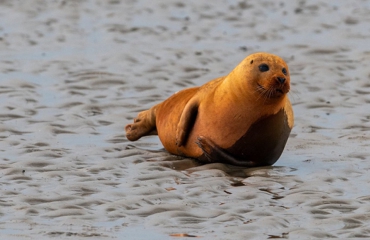 Opmerkelijk: een oranje zeehond