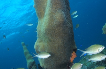 Frank de Bruin - Mangel Halto Reef