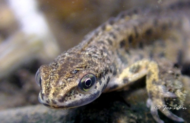 Jos van Zijl - Salamander