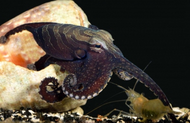 Zoenende octopus