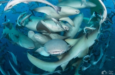 Valentijnhart van haaien - Het verhaal achter de foto