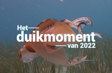 Hét duikmoment van 2022 - De paringsdans van de pijlinktvissen