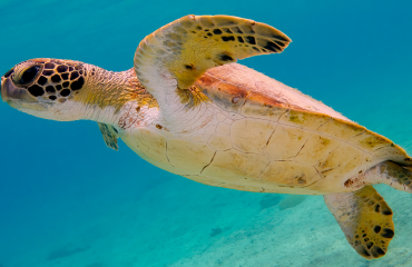 Podcast - De zeeschildpadden van Bonaire