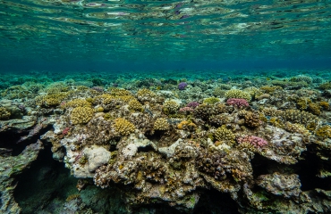 Trilhaardiertjes bedreigen koraalriffen