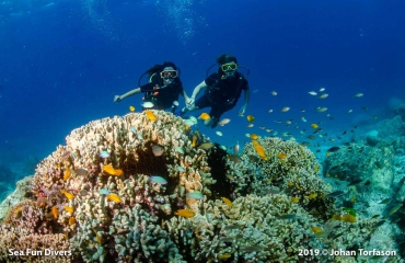 Wat is het beste seizoen voor duiken in Thailand?