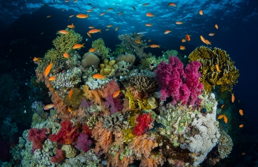 Kleurrijk koraal - Het verhaal achter de foto