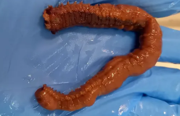 Bretonse reuzenworm nu ook in de Noordzee