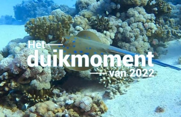 Hét duikmoment van 2022 - Rog in de Rode Zee