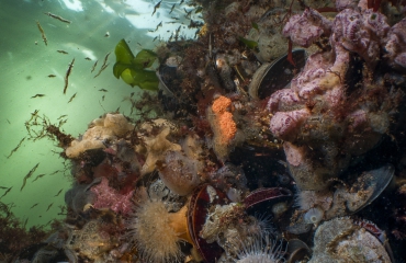Een weekend vol onderwaterbiologie in Zeeland - doe mee!