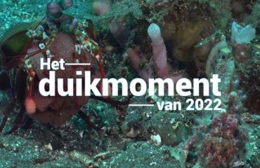 Hét duikmoment van 2022 - Mantis shrimp met eitjes én frogfish