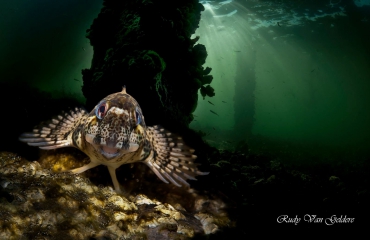 Steenslijmvis met double exposure - Het verhaal achter de foto