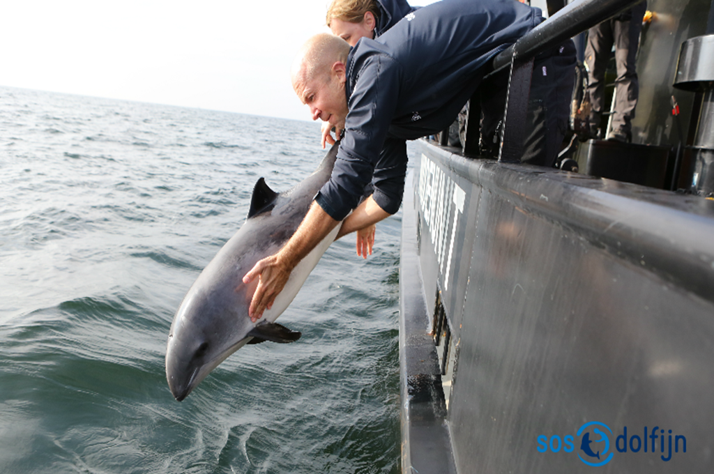 SOS Dolfijn brengt bruinvis terug naar zee