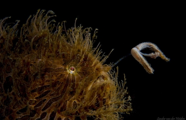 Hairy frogfish met backlight - Het verhaal achter de foto