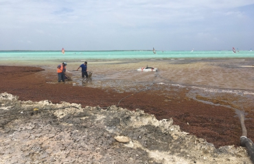 Geen sargassum aan 'andere' kant van Bonaire