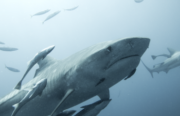 Tijgerhaai. Guido Leurs/Save Our Sharks