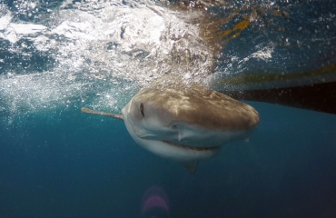 Unieke 'Shark Tagging'-expeditie op de Saba Bank