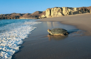 Turtle Care in Oman