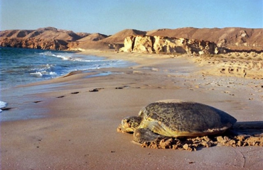 Schildpadden in Oman