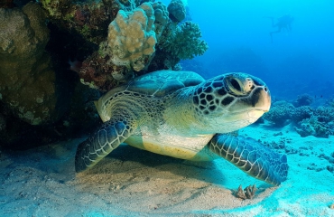 Kleine stukjes plastic al dodelijk voor zeeschildpad