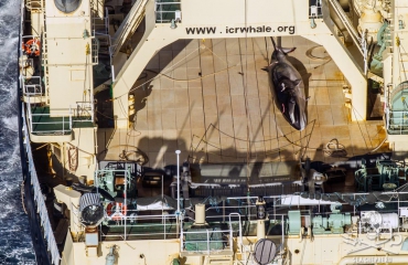 Sea Shepherd fotografeert Japans schip met dode walvis op dek