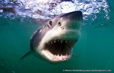 Sharkroute: Duiken met de witte haai