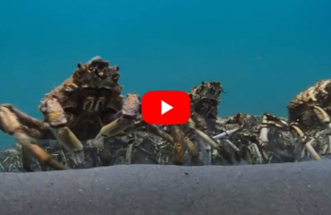 In beeld - Het krabbenleger en de pijlstaartrog