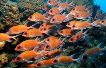 Ruim 1000 nieuwe vissoorten ontdekt
