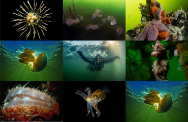 Groeten uit Nederland - Shortlist De mooie wereld onder water