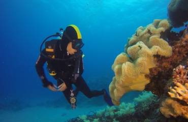 Sverrin Schoonderwoerd - Onvergetelijke duiksafari oostkust Australië