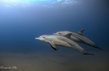 Geluk met dolfijnen - Het verhaal achter de foto