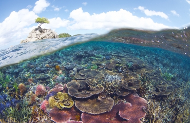 Maleisië roept gigantisch gebied vol tropische koraalriffen uit tot beschermd gebied