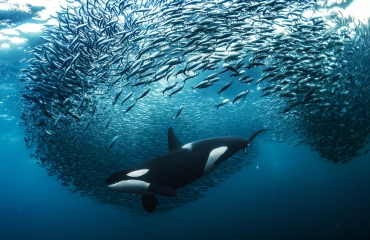 UN World Oceans Day 2023: de winnende foto's