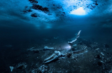 UPY 2024 - De beste onderwaterfoto's van de wereld