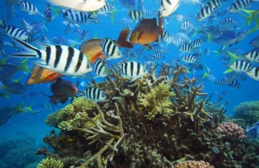 Internationale WNF-petitie voor dumpverbod bij Great Barrier Reef