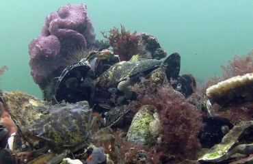 Duizenden oesters uitgezet op wrak in Noordzee