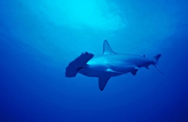 WNF wil haaienvisvergunning kopen