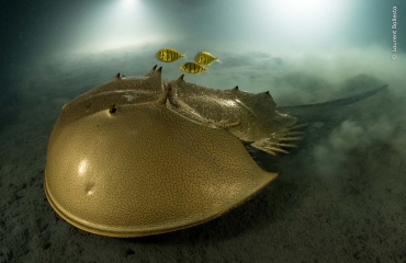 De 'onderwater'-winnaars van Wildlife Photographer of the Year
