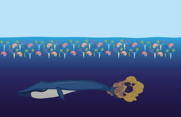Whale Poo Seamulation - Zo mooi kan walvispoep zijn!