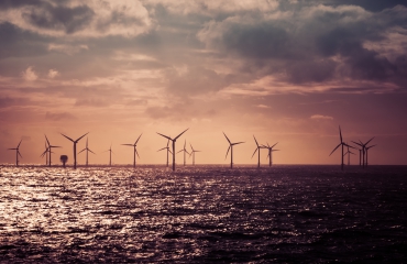 8,5 miljoen voor onderwaternatuur in windparken op de Noordzee