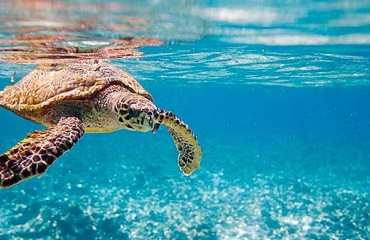 Snorkelen met zeeschildpadden