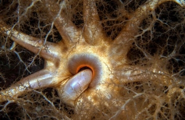 Nieuwe 'vingerlikkende' zeekomkommer ontdekt in Noordzee