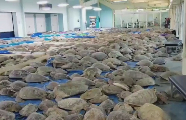 Duizenden zeeschildpadden verlamd door de kou