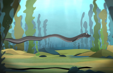 Animatiefilm: Zenderonderzoek bij paling