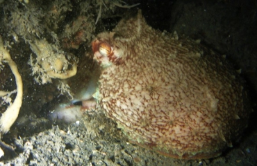 Waarneming octopus in Oosterschelde nog spectaculairder dan gedacht