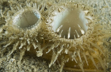 Exotische schelpdieren in Goese Meer