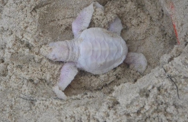 Albino schildpadje geboren