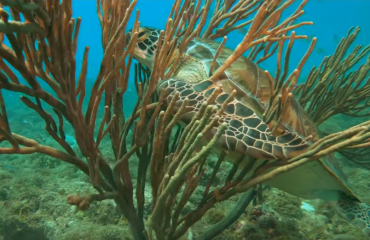 Video - Arashi Reef, Aruba