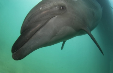 Film: De geboorte van een dolfijntje