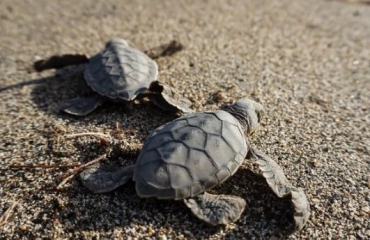 Lege stranden, meer zeeschildpadjes