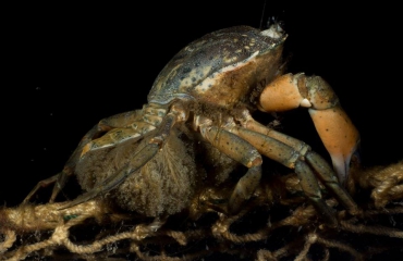 Live beelden van een krabbenmoeder